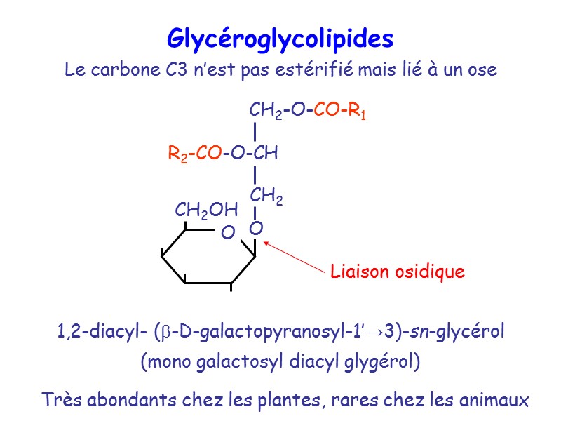 Glycéroglycolipides Le carbone C3 n’est pas estérifié mais lié à un ose Très abondants